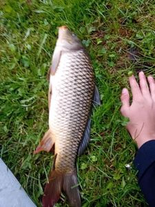 Common Carp