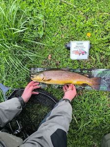 Brown Trout