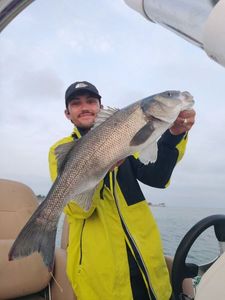European Bass (Seabass)