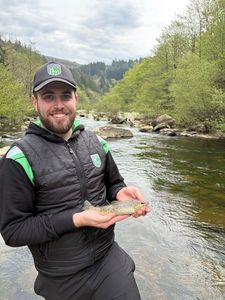 Brown Trout