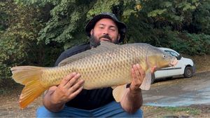 Common Carp