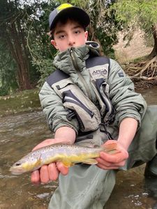 Brown Trout