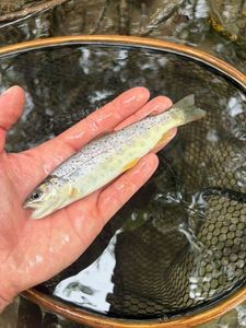 Brown Trout