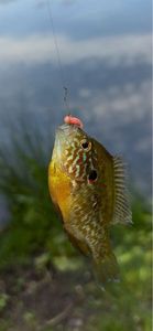 Green Sunfish