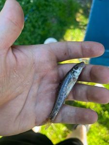 Gudgeon