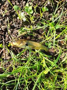Black Bullhead