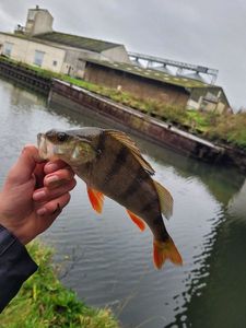 European Perch