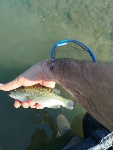 Largemouth Bass