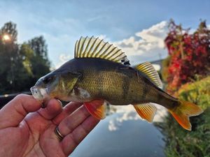 European Perch