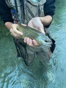 Brown Trout