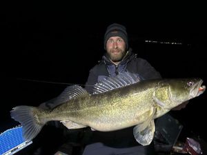 Zander