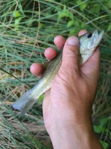 Largemouth Bass