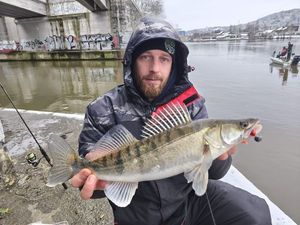Zander