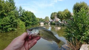 Smallmouth Bass caught by Benoit Genu