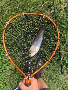 Rainbow Trout