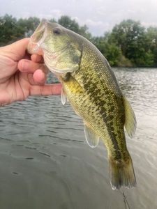 Largemouth Bass