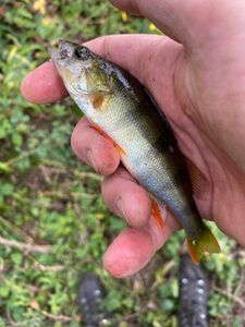 European Perch