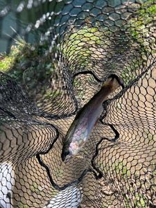 Rainbow Trout