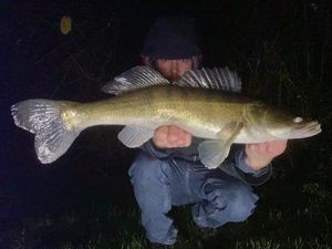 Zander