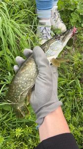 Northern Pike