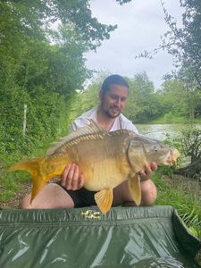Mirror Carp