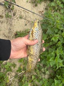Brown Trout