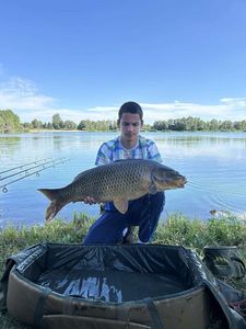Common Carp