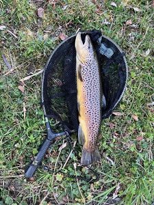 Brown Trout