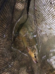 Brown Trout