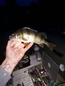 European Perch