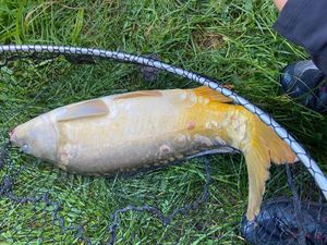 Mirror Carp