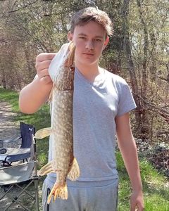 Northern Pike