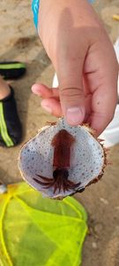 Common Cuttlefish