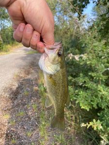 Smallmouth Bass