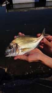 Gilthead Seabream