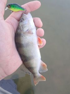 European Perch