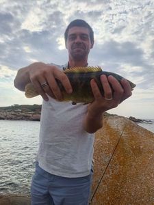 Ballan Wrasse