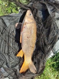 Common Carp