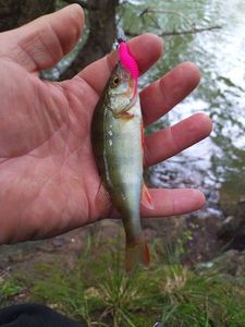 European Perch