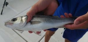 European Bass (Seabass)