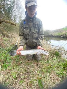 Coho Salmon