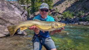 Bull trout