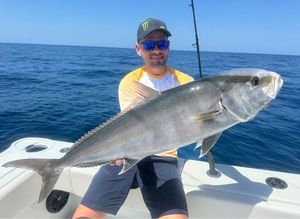 Greater Amberjack