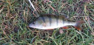 European Perch