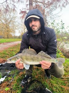 Zander