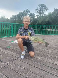 Largemouth Bass