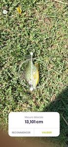 Green Sunfish
