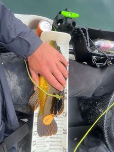 Ballan Wrasse