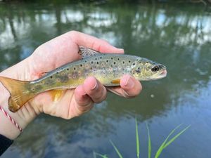 Brown Trout