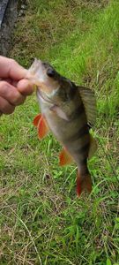 European Perch